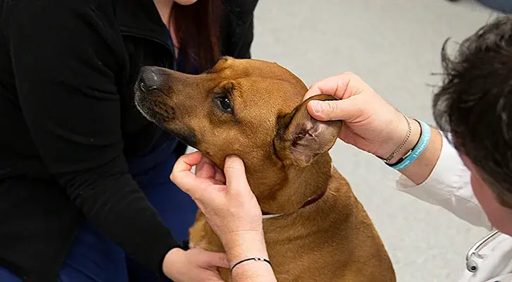 Health Screening Test